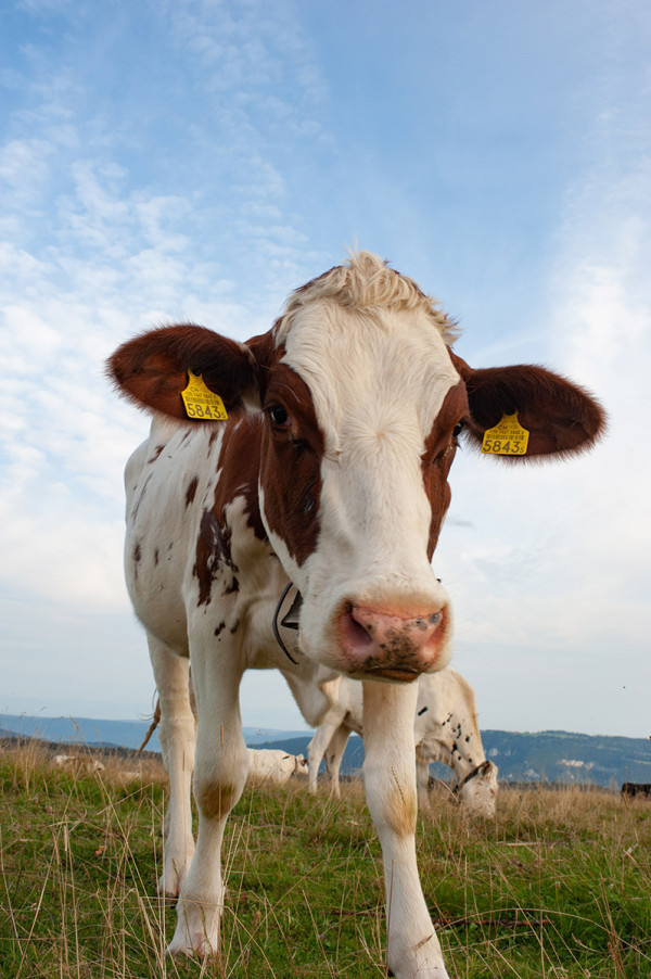 Vache au Weissenstein